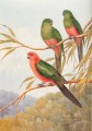 australian king parrot birds